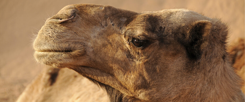 Moroccan camel